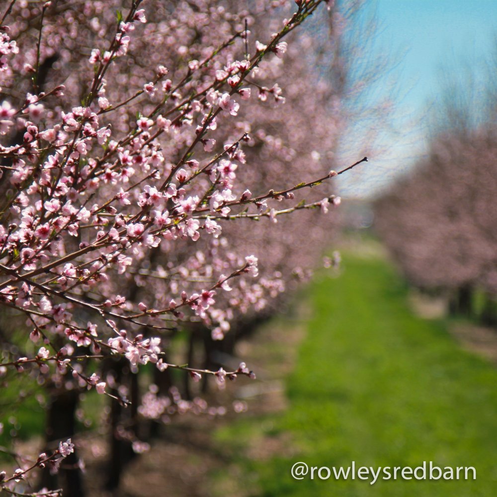 No Sugar Added Dried Tart Montmorency Cherries Country Spoon